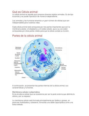 CÉLULA ANIMAL