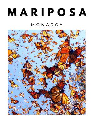 Mariposa Monarca