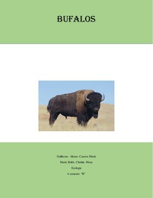 Bufalos