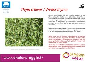 Thym D Hiver