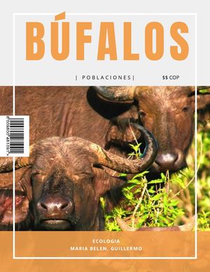 Búfalos (1)