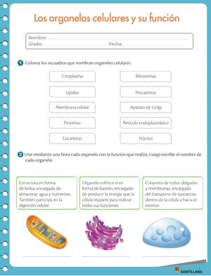 Los Organelos Celulares Y Su Función