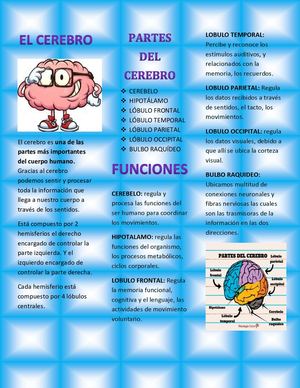 Como Funciona El Cerebro