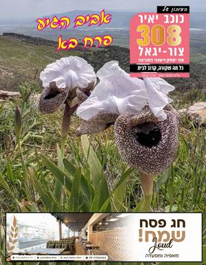 עיתון כוכב יאיר צור יגאל גליון 308