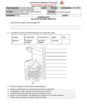 Taller 3 Sistema Digestivo
