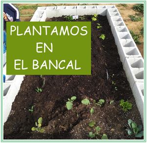 Trasplantamos En El Bancal