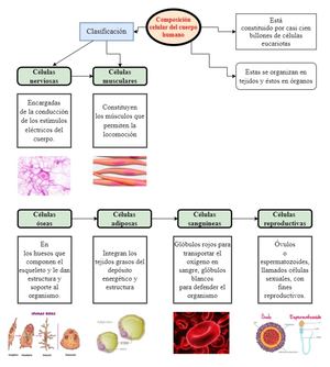 Composicion Del Cuerpo Humano Convertido