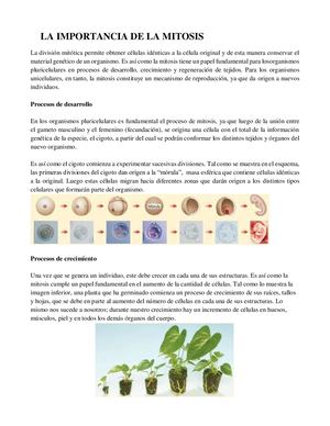 Importacncia De Mitosis