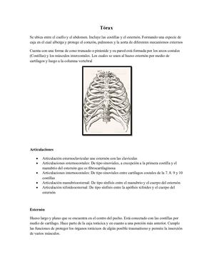 Trabajo Anotomia Radiologica Laboratorio