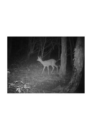 Photo Biche De Nuit
