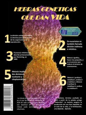 Revista De Mitosis