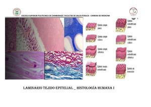 Laminario Membranas Epiteliales