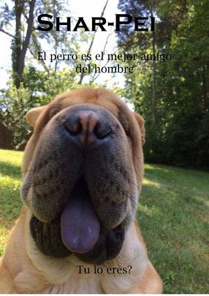 Shar Pei