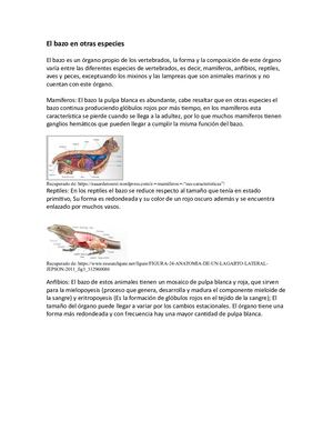 El Bazo En Otras Especies