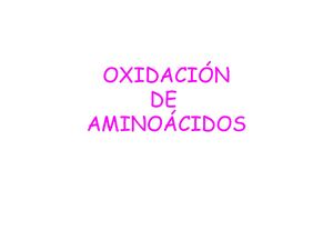 Oxidación A A Y Ciclo De La Úrea
