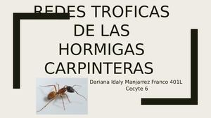 Redes Tróficas De Las Hormigas Carpinteras