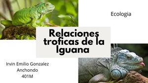 Relaciones Tróficas De La Iguana