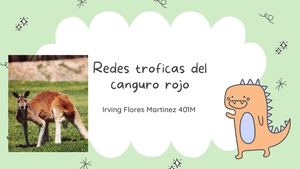 Canguro Rojo