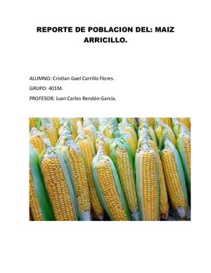 Reporte De Población Del Maíz Arrocillo