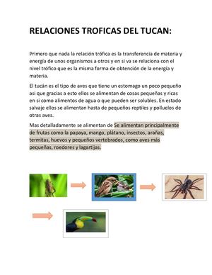 Relaciones Troficas Del Tucan
