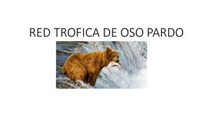 Red Trofica De Oso Pardo