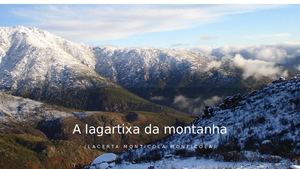 A lagartixa-da-montanha