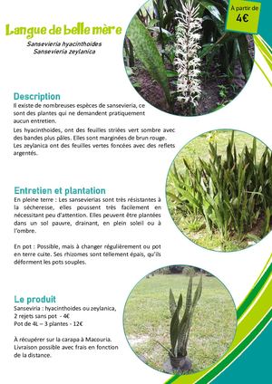 Langue De Belle Mère