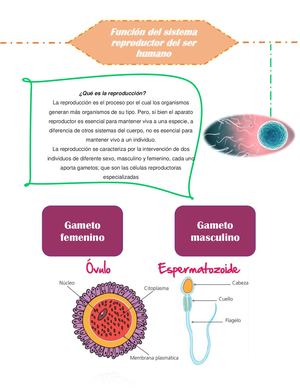 Función Del Sistema Reproductor Del Ser Humano
