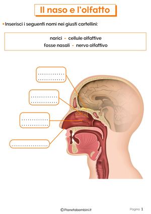 Schede Didattiche Naso Olfatto 1