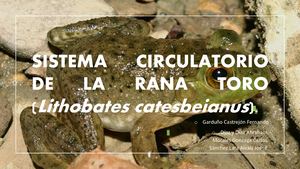 Sistema Circulatorio De Rana Toro