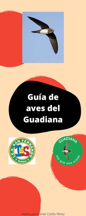 Guía De Aves