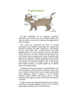 El Gato Doméstico