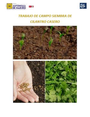 Informe Final Siembra Cilantro Revista Rosangela Barreto 21 05 2022