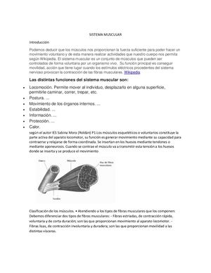 Sistema Muscular
