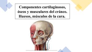 Anatomia De Craneo Y Cara - PDF