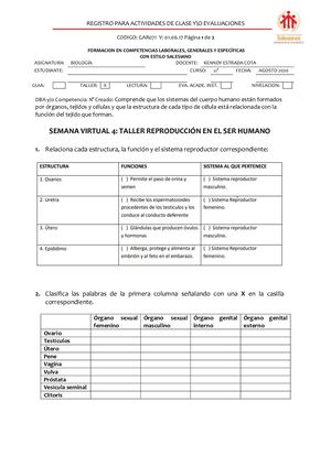 Taller Reproducción En El Ser Humano 11°