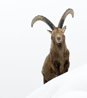 Parco Nazionale  Gran Paradiso (Anteprima)