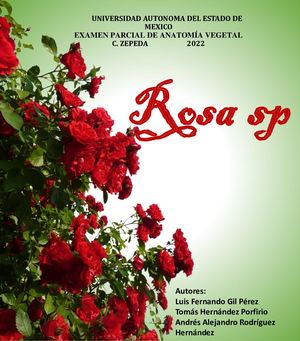 Rosa Sp