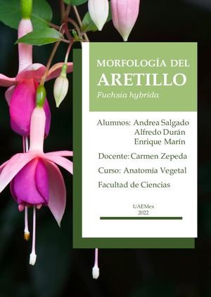 Morfología del aretillo