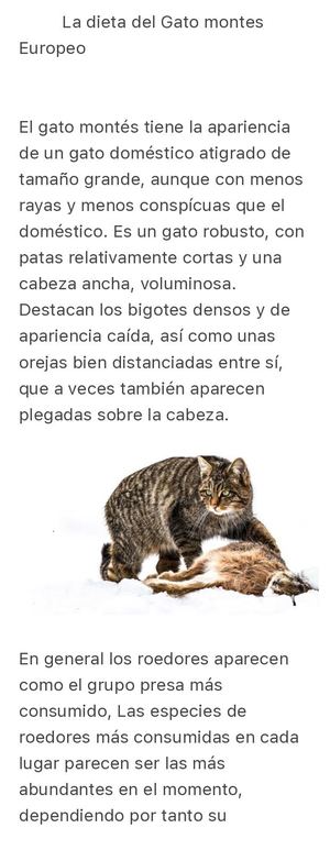 La Dieta Del Gato Montes Europeo