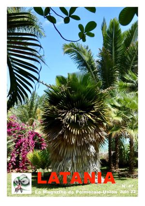 Latania N°47