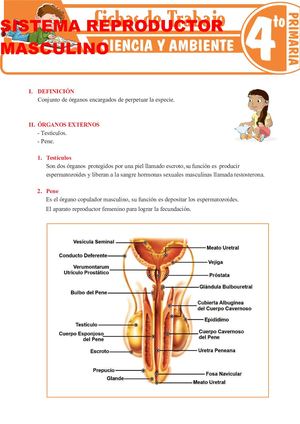 4°to Grado Sistema Reproductor Masculino