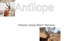 antilope