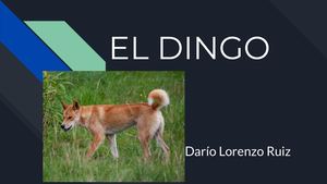 dingo