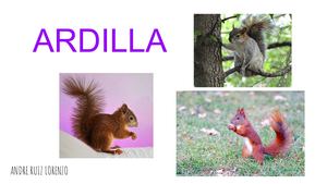 Ardilla
