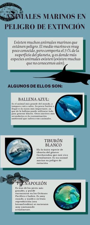 Infografía Animales En Peligro De Extinción