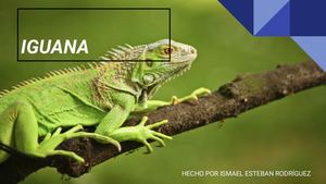 IGUANA