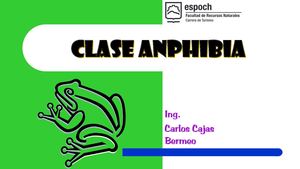 Clase Anphibia