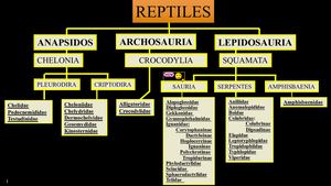 04fe Reptiles Cocodrilos (Optimizado)