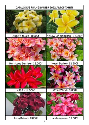 Catalogue Frangipanier 2022 Artof Tahiti